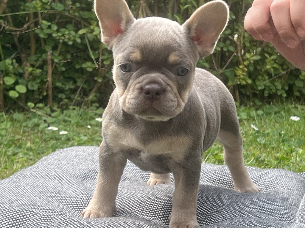 franse bull pup, Dieren en Toebehoren, 8 tot 15 weken, Teef, Parvo, Bulldog