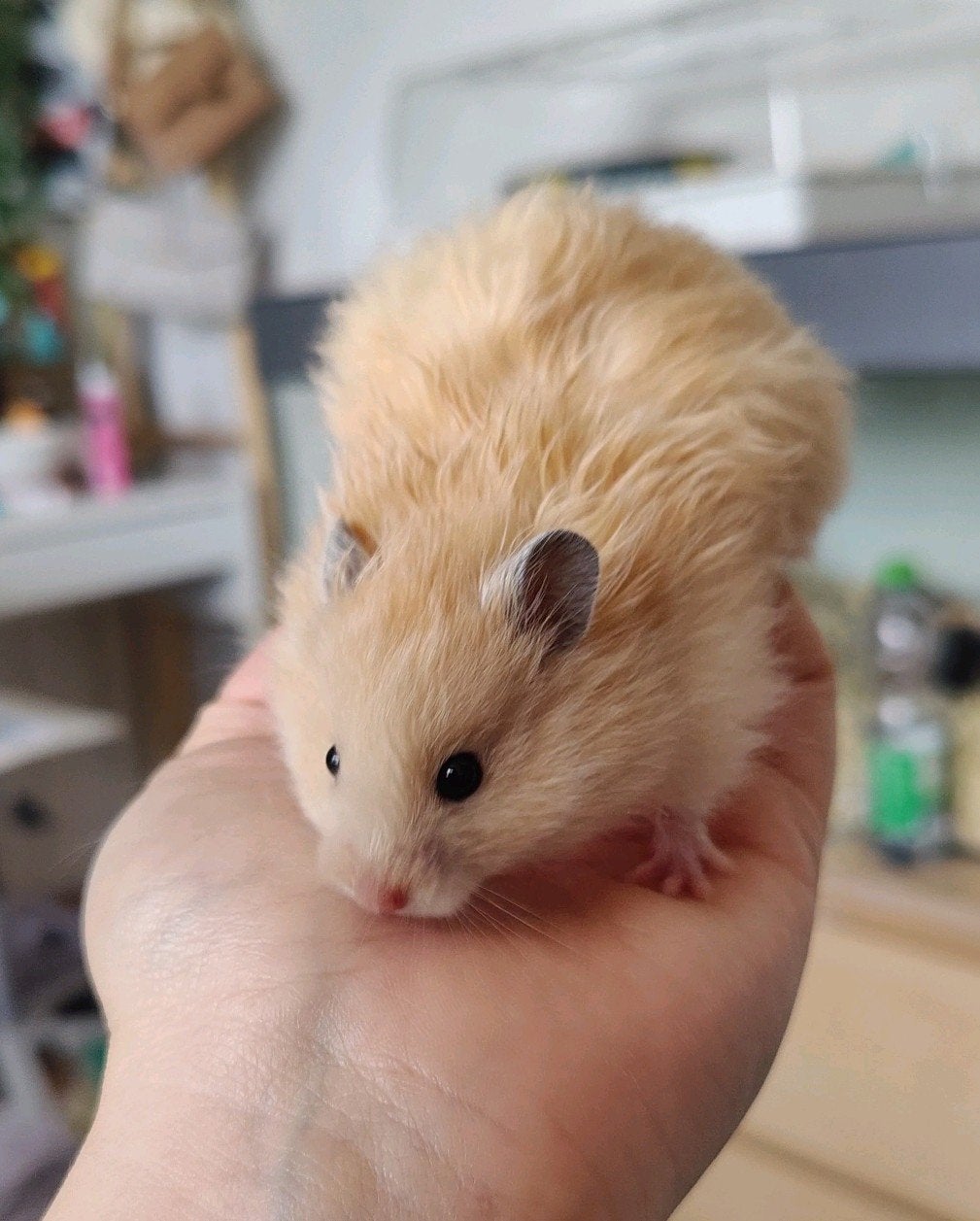 Jong crème langhaar mannetje Syrische goudhamster, Dieren en Toebehoren, Knaagdieren, Hamster, Mannelijk, Mei, Tam