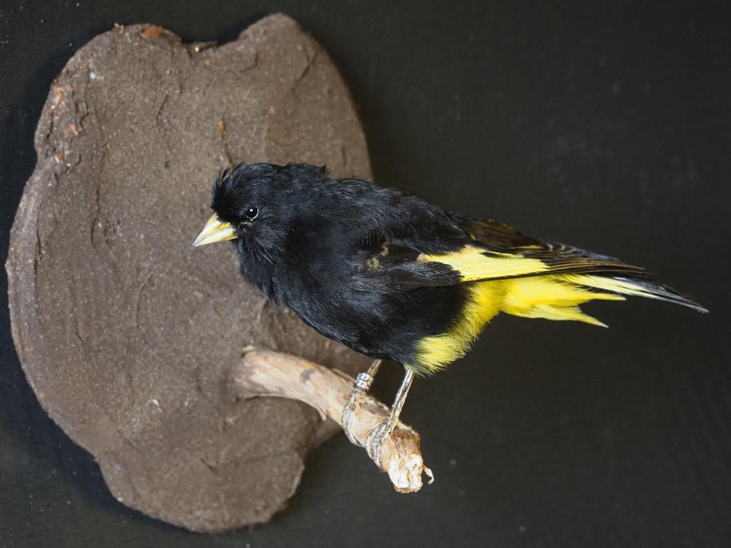Opgezette Zwarte Sijs, Ophalen of Verzenden, Nieuw, Vogel, Opgezet dier