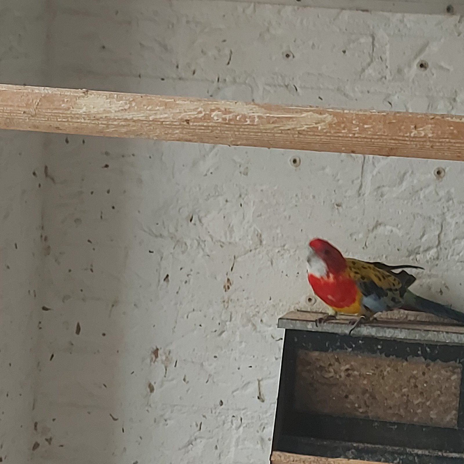koppel goudmantel rosella's, Dieren en Toebehoren, Meerdere dieren, Parkiet, Geringd