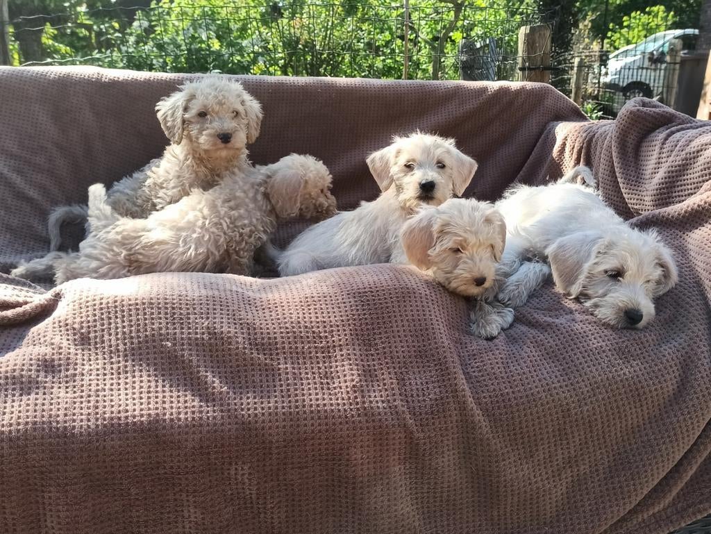 Lieve kleine labradoodle puppy's, Parvo, Overige rassen, 8 tot 15 weken, Meerdere