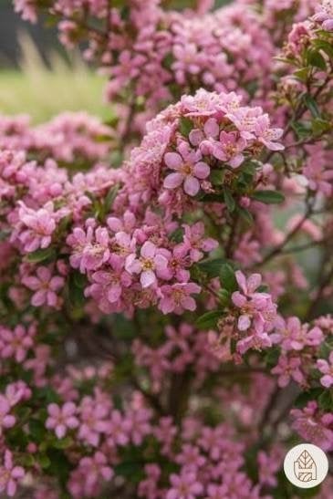 Escallonia Apple Blossom. prachtige sierheester P9 planten, Tuin en Terras, Overige soorten, Volle zon, Vaste plant, Ophalen of Verzenden