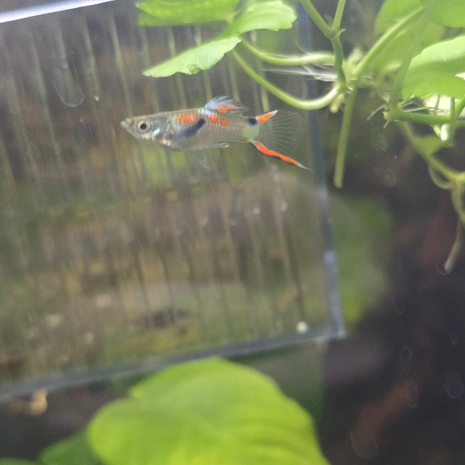 AANBIEDING! laaste endler mannen €1,50, Dieren en Toebehoren, Vissen | Aquariumvissen, Vis