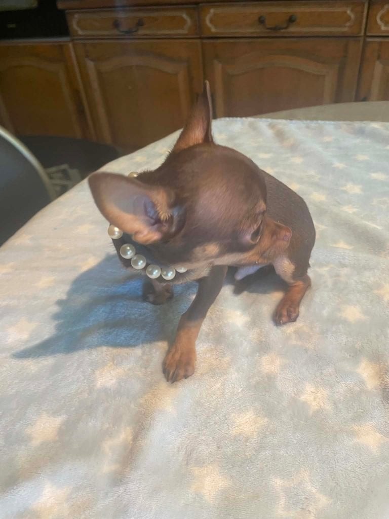 Chihuahua mini pups mooi raszuiver zeer mooi kleintjes, Dieren en Toebehoren, 8 tot 15 weken, Parvo, Meerdere, Meerdere dieren