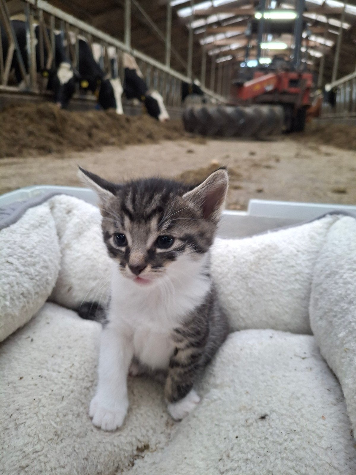 Boerderij kittens, Dieren en Toebehoren, Kater