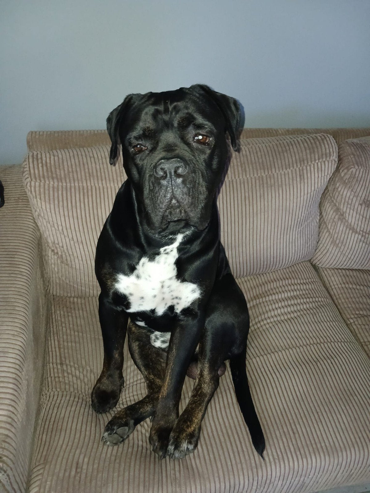cane corso reu, Dieren en Toebehoren, Reu, CDV (hondenziekte), Eén hond, 3 tot 5 jaar