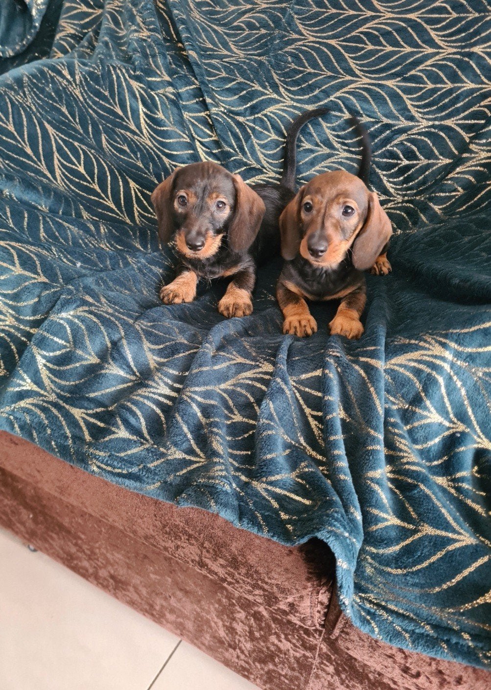 Nestje dwergteckel pups!, Dieren en Toebehoren, Parvo, 8 tot 15 weken, Meerdere, Meerdere dieren