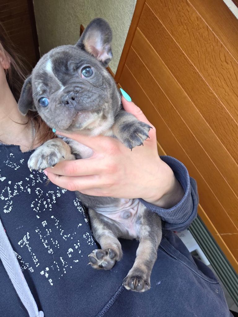 Franse bulldog pups, Dieren en Toebehoren, België, Particulier, 8 tot 15 weken, Bulldog