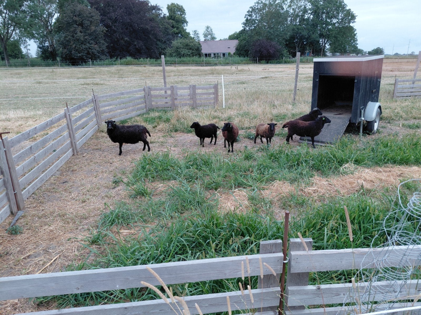 te koop ouessant schapen 3 ooien en 1 ram, Vrouwelijk, Schaap
