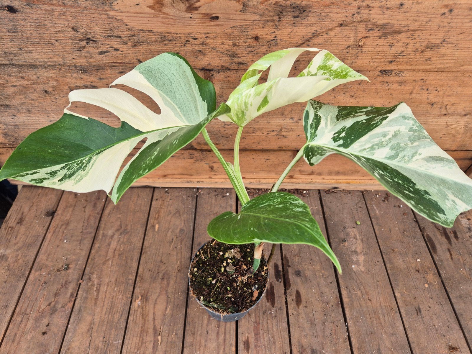 Monstera Deliciosa Variegata p12 (2)