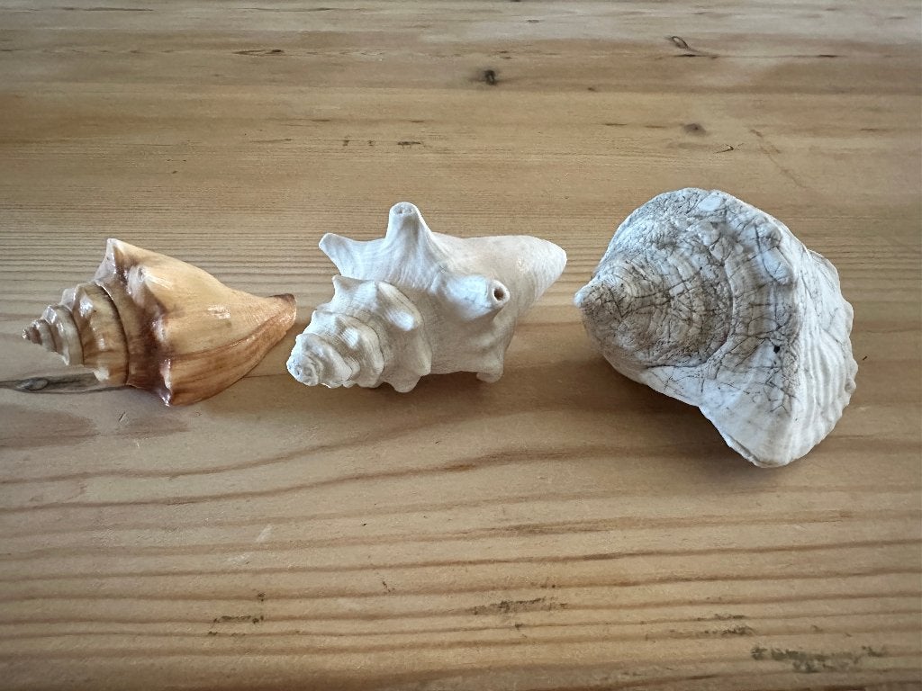 3 schelpen, Verzamelen, Ophalen of Verzenden, Zo goed als nieuw, Hond of Kat, Opgezet dier