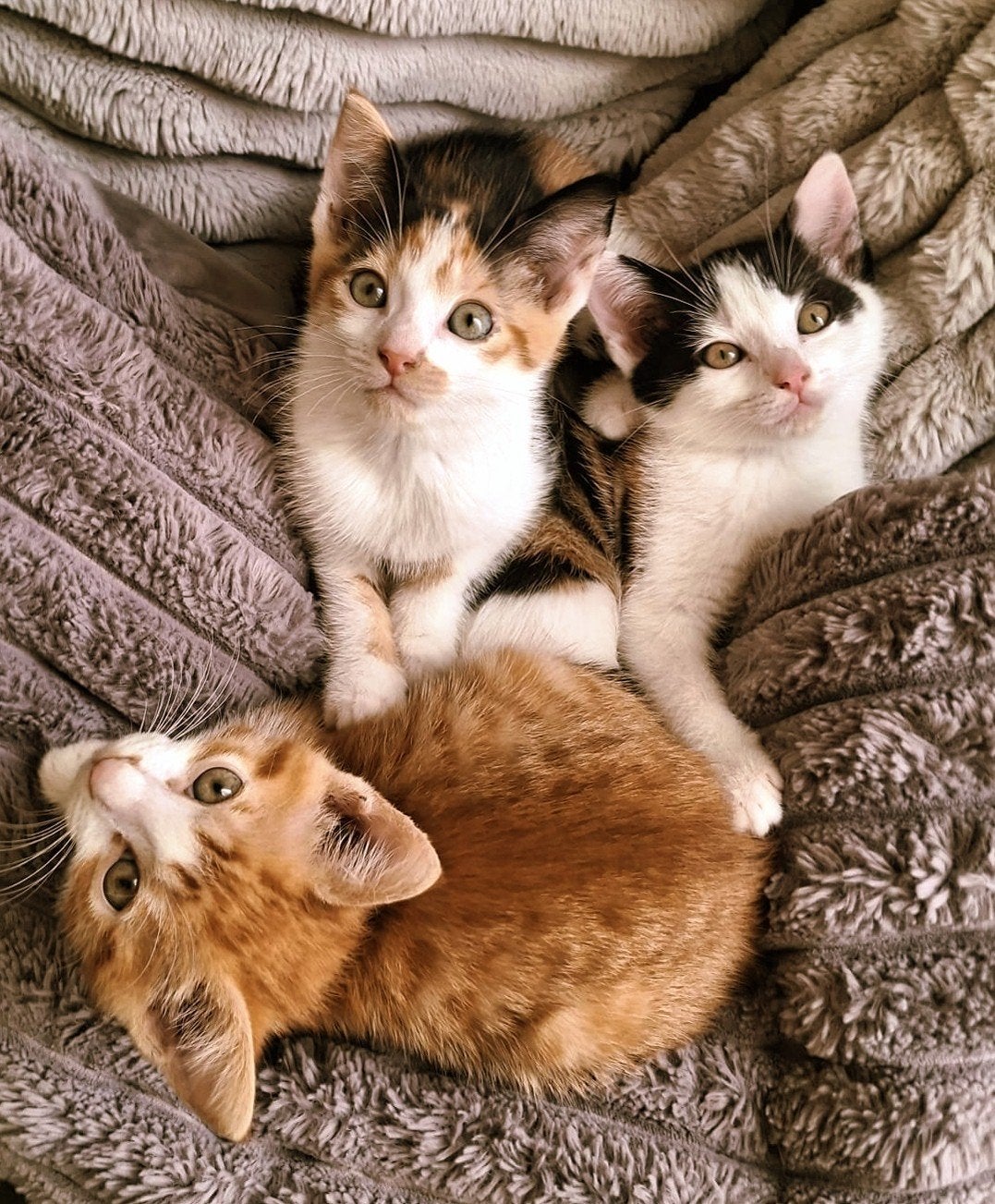 Nog 3 mooie Europese korthaar kittens (gereserveerd), Dieren en Toebehoren, Katten en Kittens | Overige Katten, Meerdere dieren