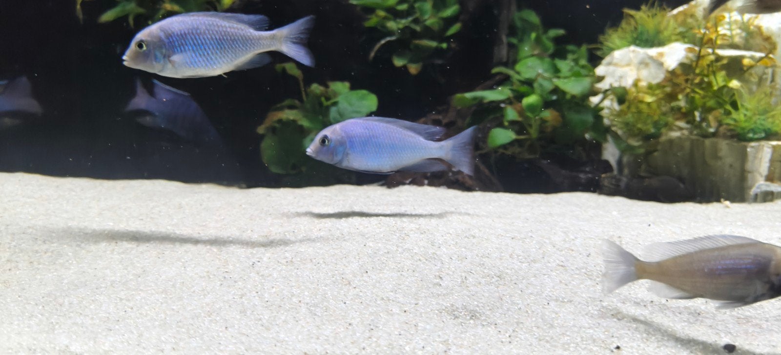 Cyrtocara moorii – Dolfijn Cichlide 6-10 cm, Dieren en Toebehoren, Vis, Zoetwatervis