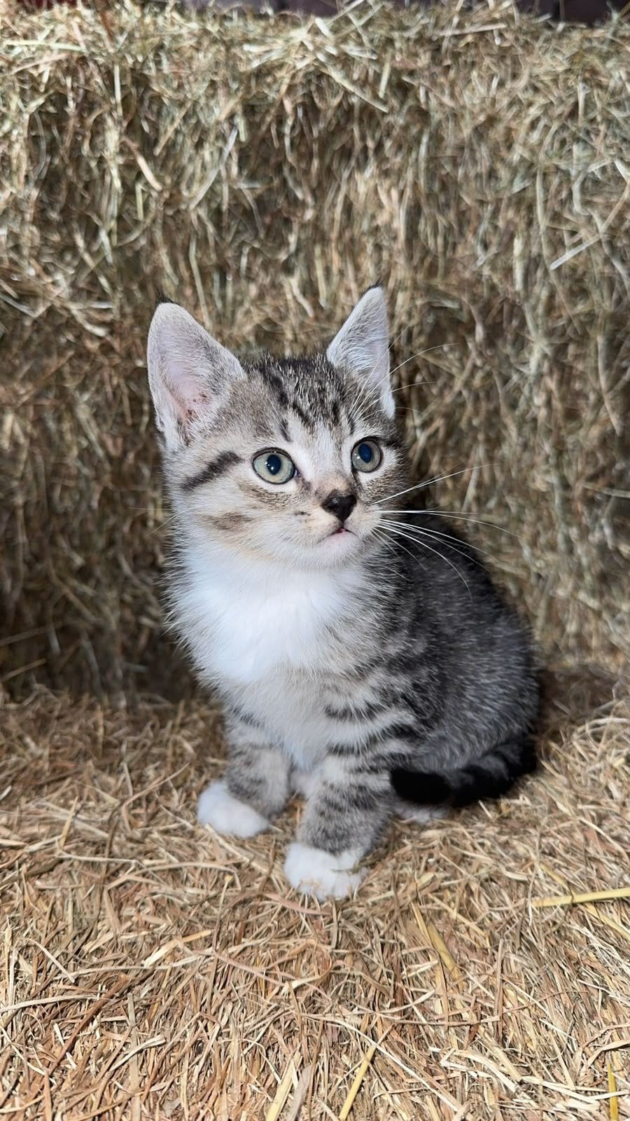 Mooie, sociale boerderijkittens, Meerdere dieren, Kortharig, 0 tot 2 jaar