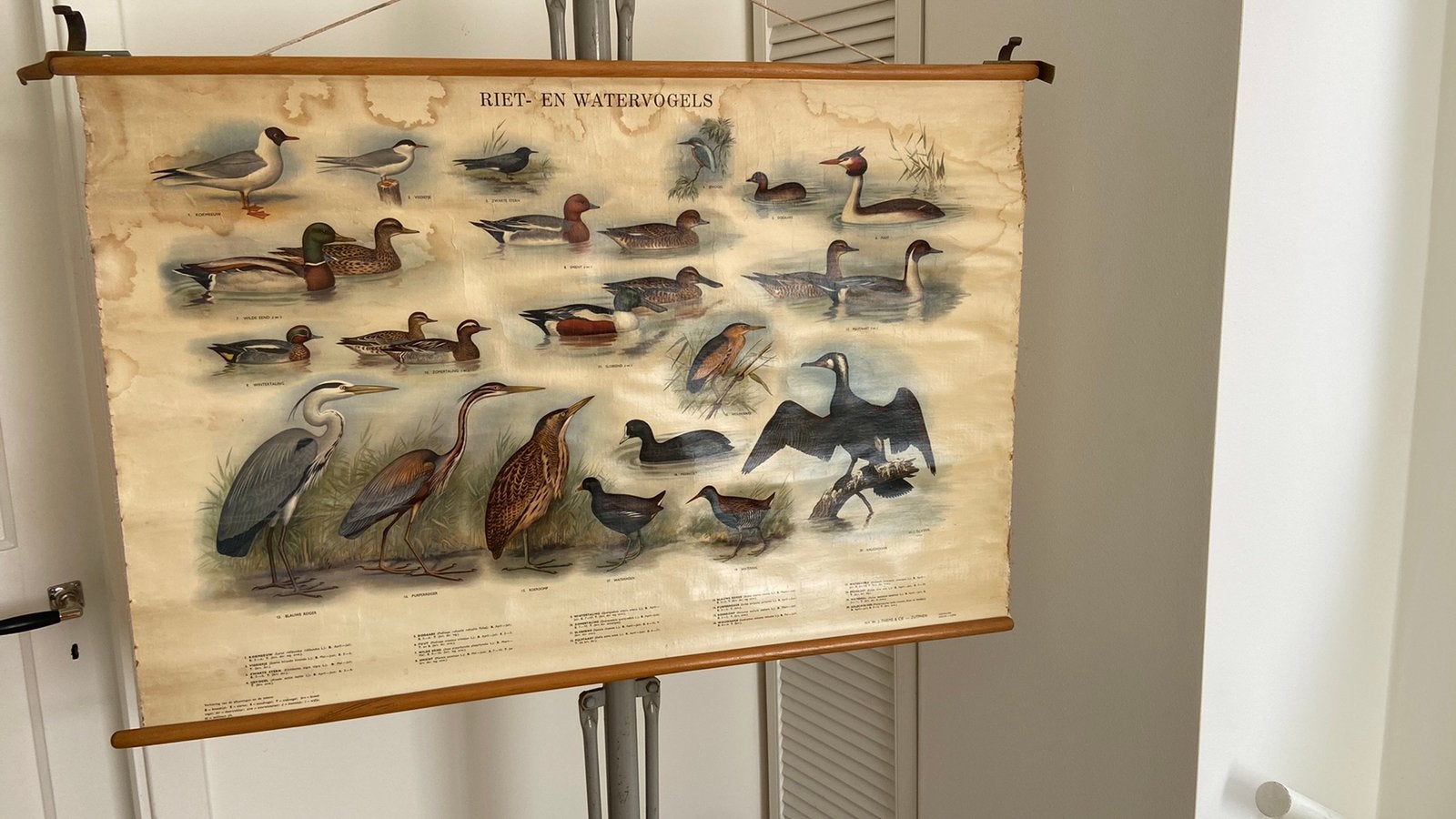 Schoolkaart Riet en Watervogels, Antiek en Kunst, Ophalen of Verzenden, Natuur en Biologie