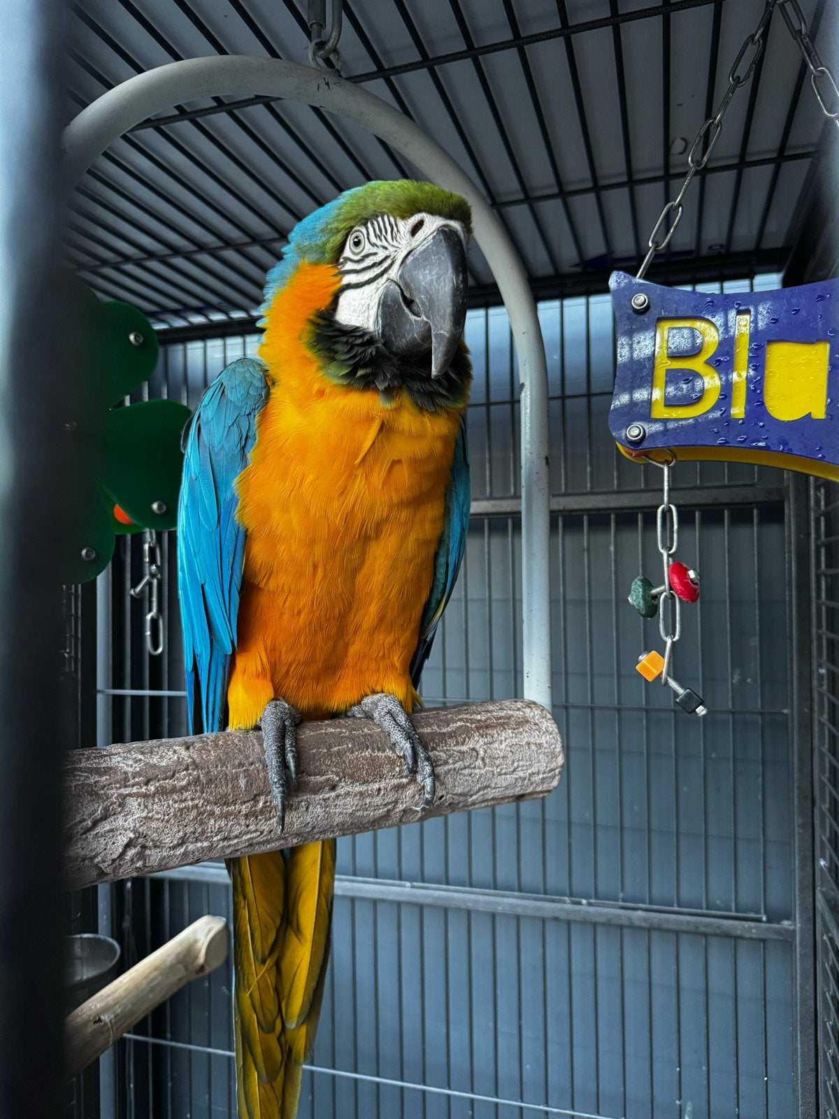 Te koop Ara 5 jaar oud, Dieren en Toebehoren