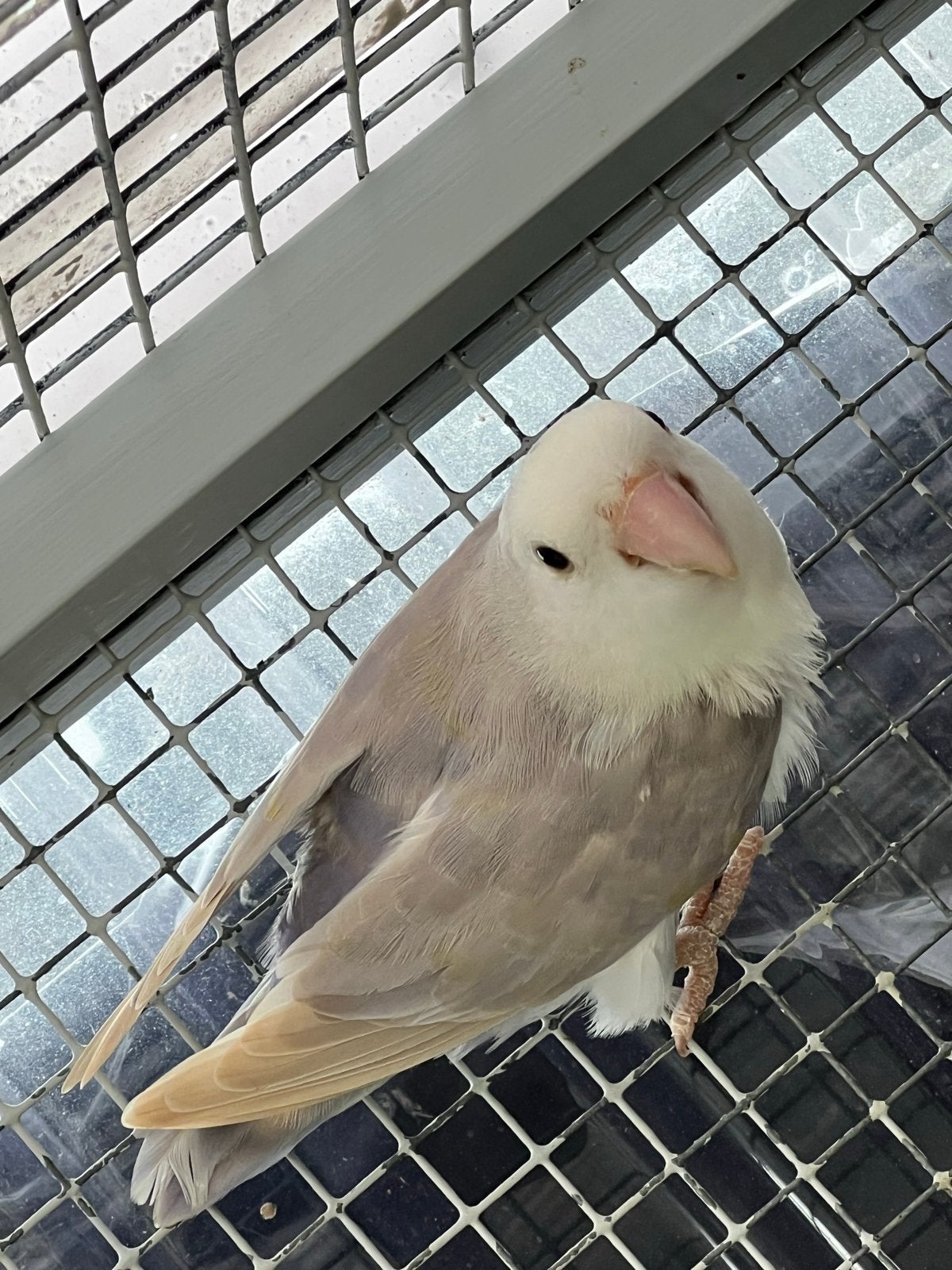 Agapornis gratis, Geslacht onbekend