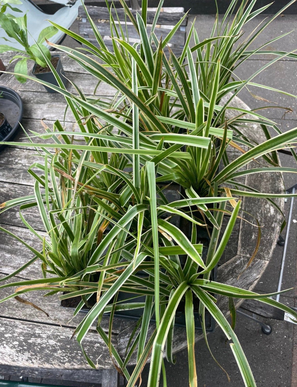 🌾 Japanse zegge - Carex morrowii - siergras - bodembedekker, Ophalen, Vaste plant, Siergrassen, Halfschaduw