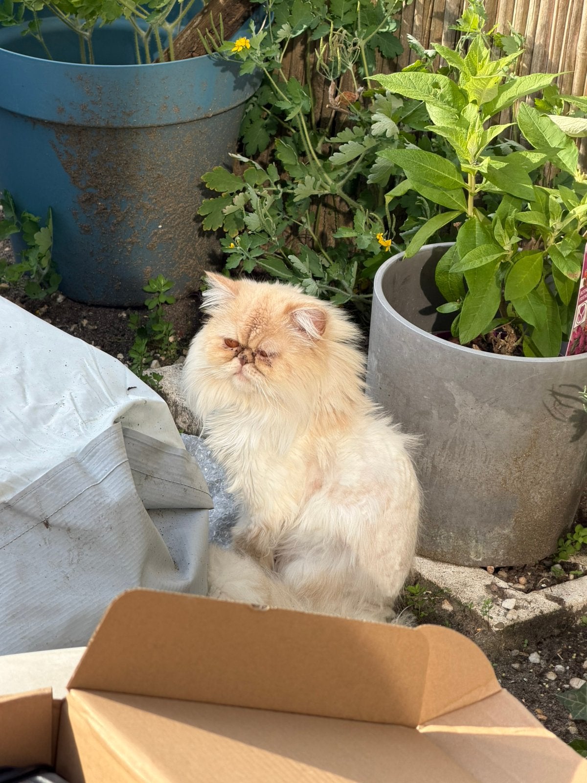 Barrie zoekt een gouden mandje, Dieren en Toebehoren, Katten en Kittens | Raskatten | Langhaar, Kater, Ontwormd, 0 tot 2 jaar