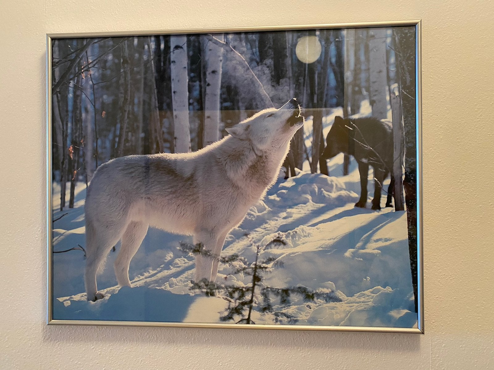 Ingelijste foto van huilende wolf in de sneeuw, 50 tot 75 cm, Ophalen of Verzenden, Zo goed als nieuw, 75 tot 100 cm