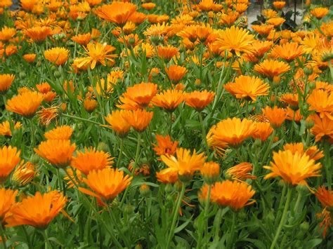 zaden Goudsbloem, Ophalen of Verzenden, Gehele jaar, Volle zon, Zaad
