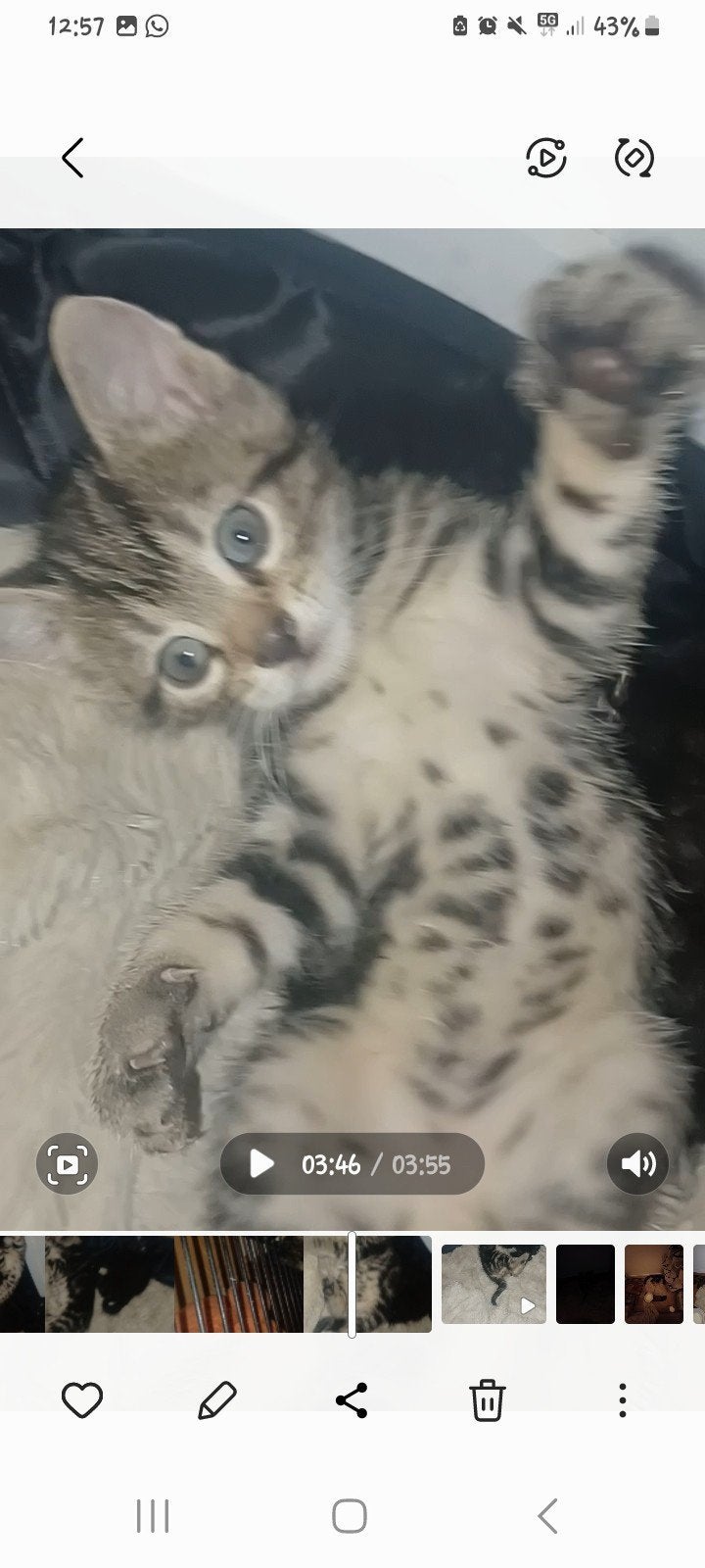 Kittens, Dieren en Toebehoren