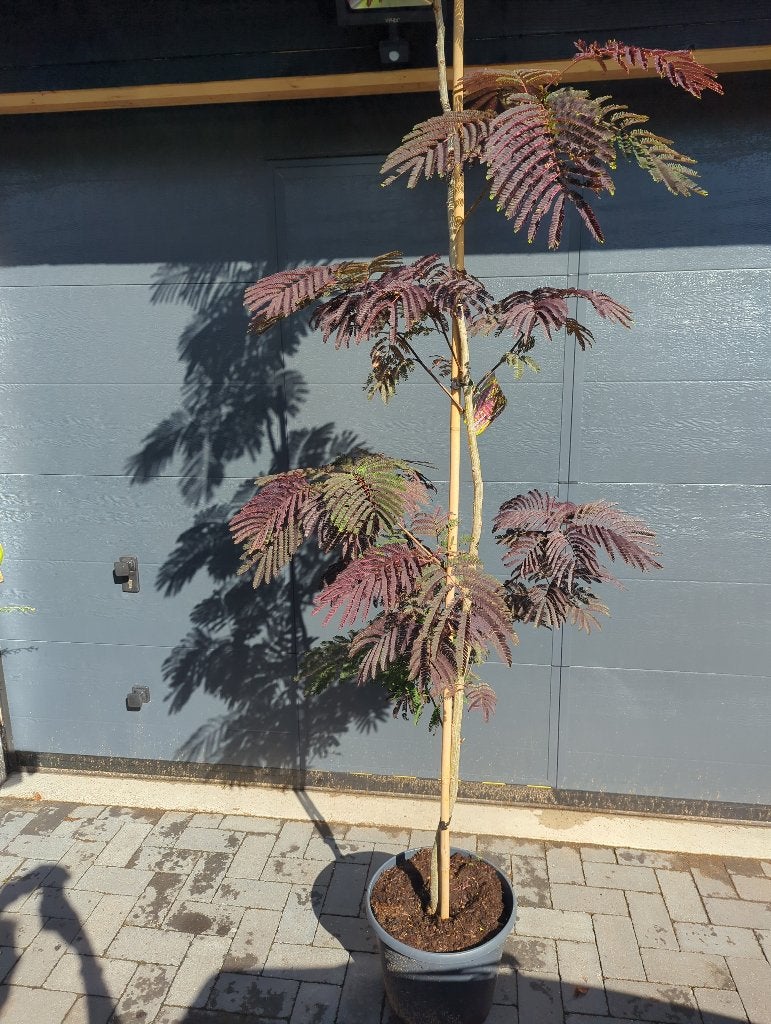 Albizia julibrissin 'Summer Chocolate', Ophalen, Volle zon, Overige soorten