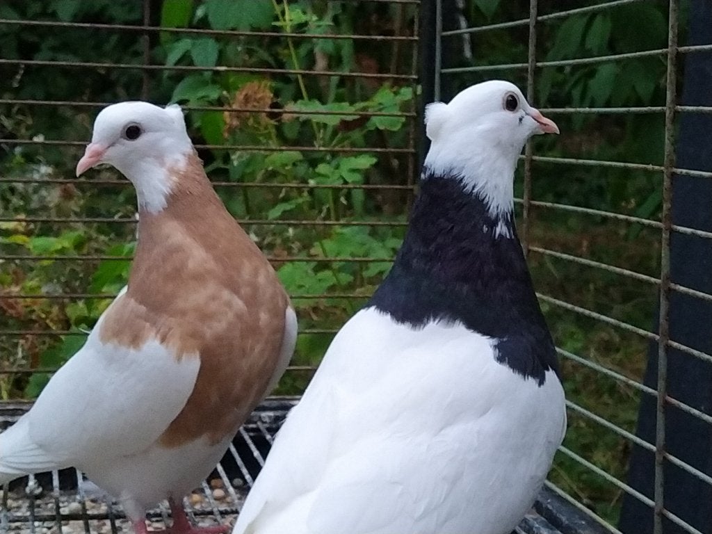 2 jonge Iraanse /perzische hoogvliegers (Toghi soroor), Meerdere dieren, Tuimelaar of Roller