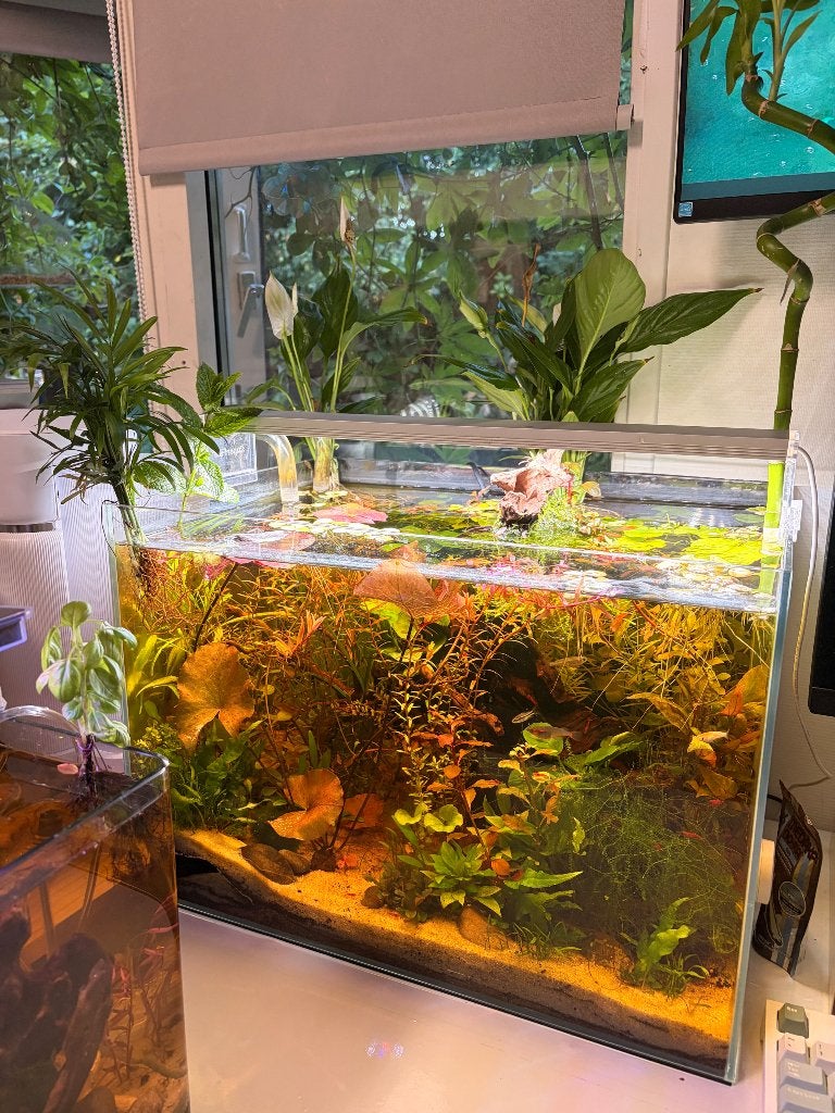 Rode neocaridina garnalen/vuurgarnalen + met java mos, Kreeft, Krab of Garnaal, Zoetwatervis, Schoolvis