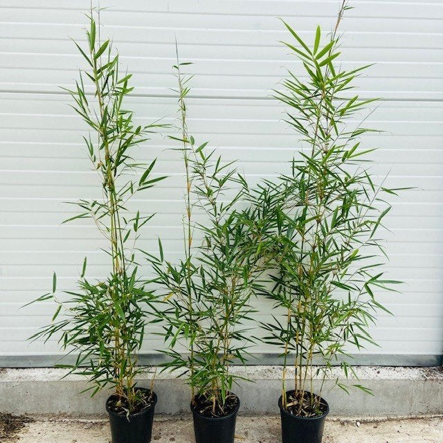 Bamboe Fargesia robusta Campbell, 12,- pst., woekert niet, Ophalen of Verzenden, In pot