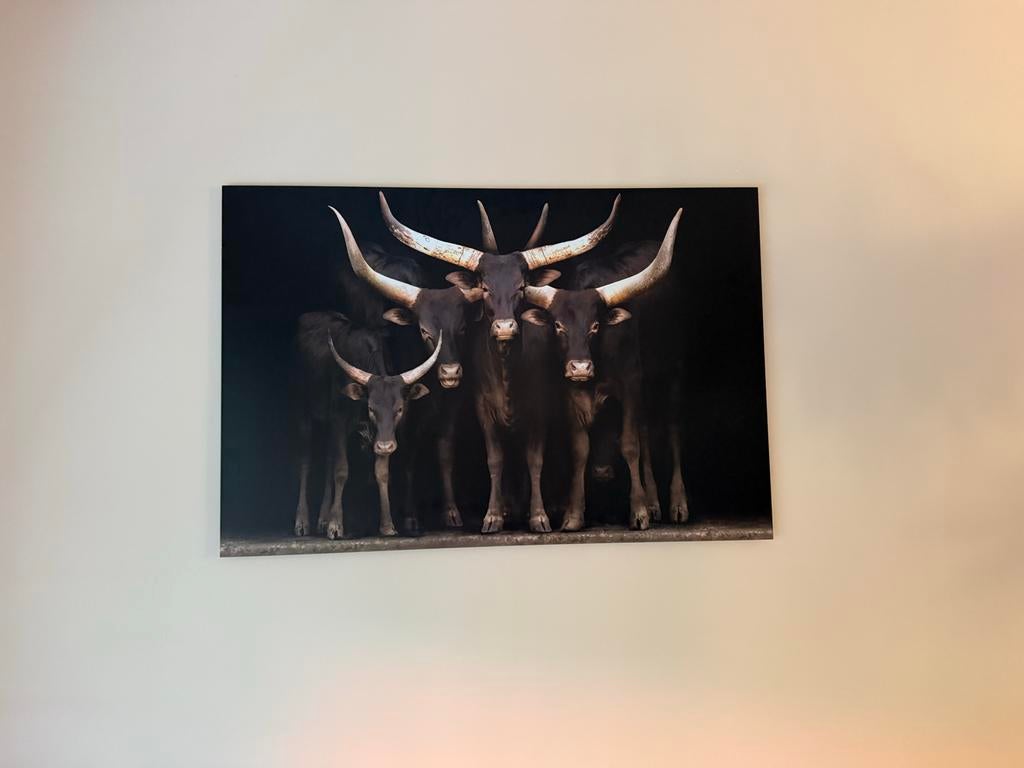 Prachtige wanddecoratie van Watusi runderen, Ophalen, Zo goed als nieuw, 100 tot 125 cm, Foto of Poster