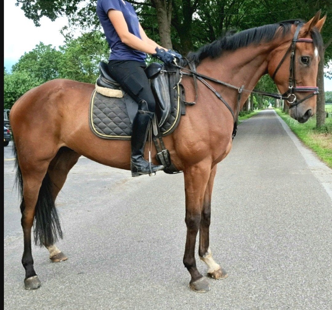 2 Topbrave recreatie-manege paarden 4,5 jr +7jr ruin 1,67m, Ruin, 3 tot 6 jaar, Met stamboom, B