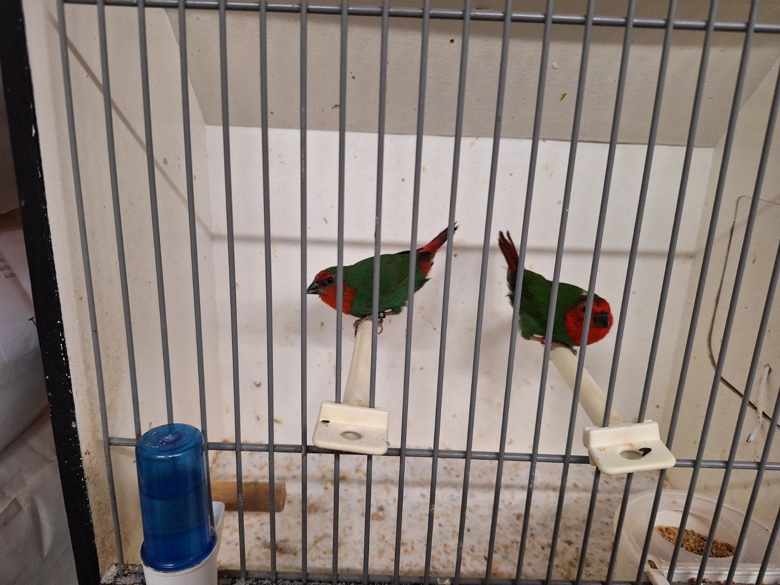 Roodkop papegaai amadines, Dieren en Toebehoren, Vogels | Overige Vogels, Meerdere dieren, Geringd