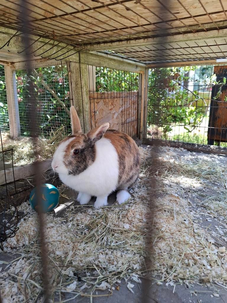 Konijn Norah zoekt een lief nieuw thuis, Vrouwelijk