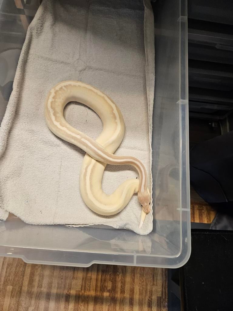 Python regius, Slang, 3 tot 6 jaar