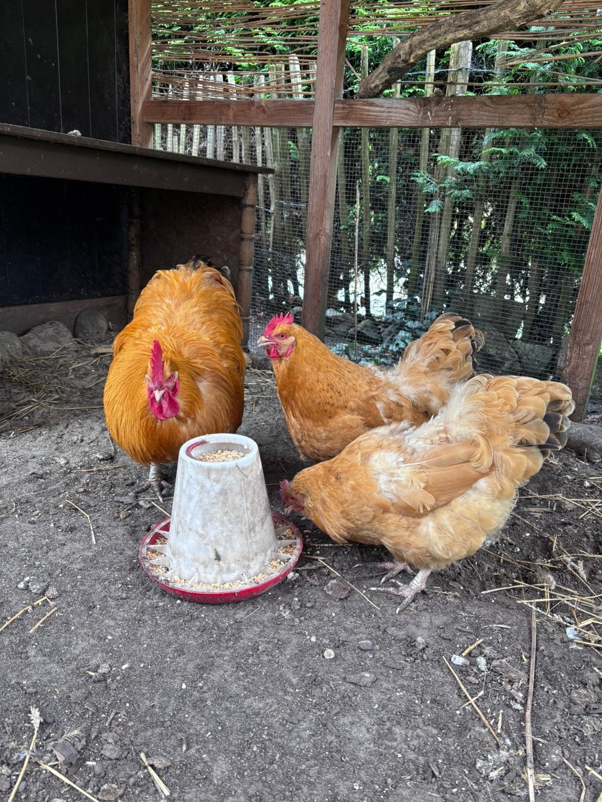 Haan met 2 hennen, Dieren en Toebehoren, Meerdere dieren, Kip