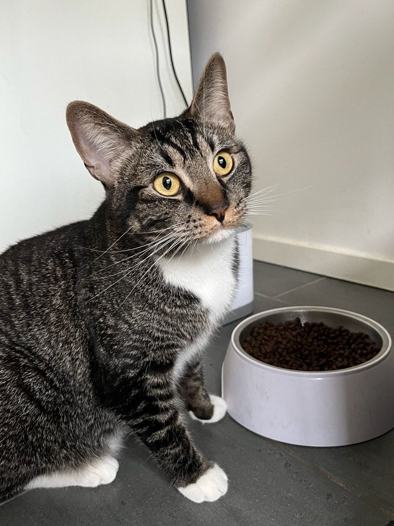 Katten, Meerdere dieren, Gechipt, 3 tot 5 jaar