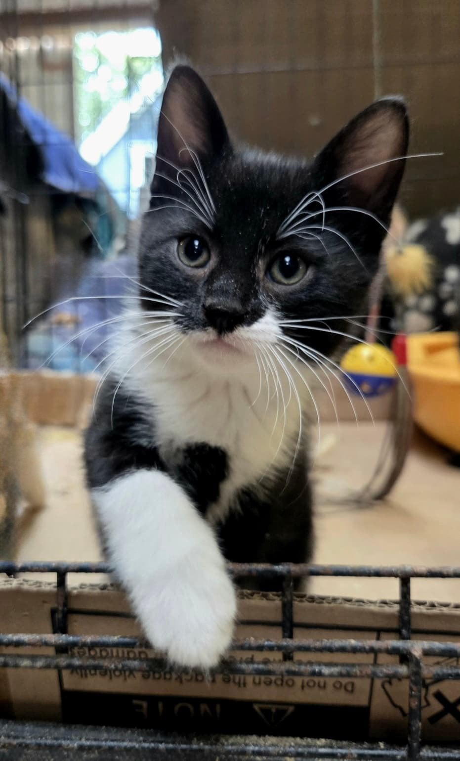 Superlieve en speelse Boerderij kitten, Meerdere dieren