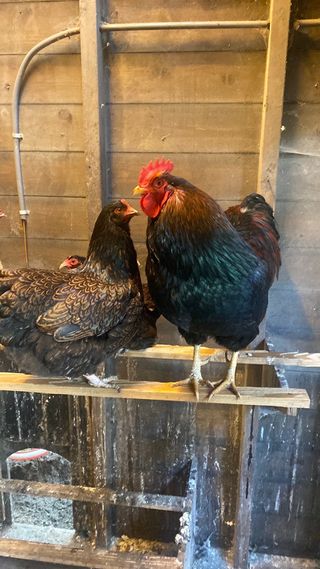 Mooi raszuiver barnevelder haan en kip te koop., Dieren en Toebehoren, Meerdere dieren, Kip