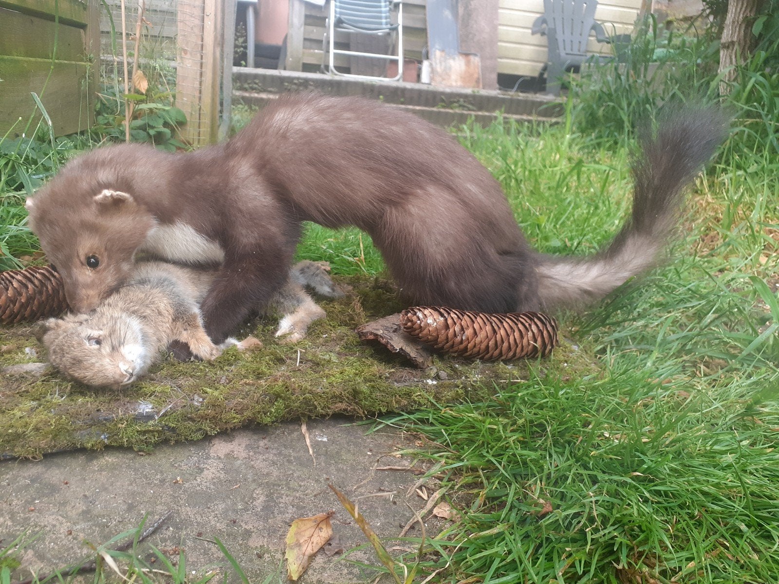 Taxidermie, opgezette Steenmarter met Jonge Haas als Prooi, Verzamelen, Ophalen of Verzenden, Nieuw, Wild dier, Opgezet dier