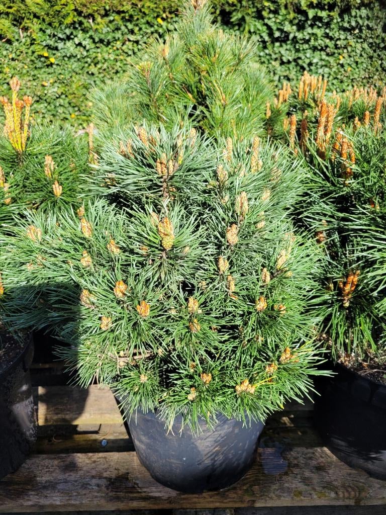 Pinus Sylvestris Chantry Blue - Dwergden, Ophalen
