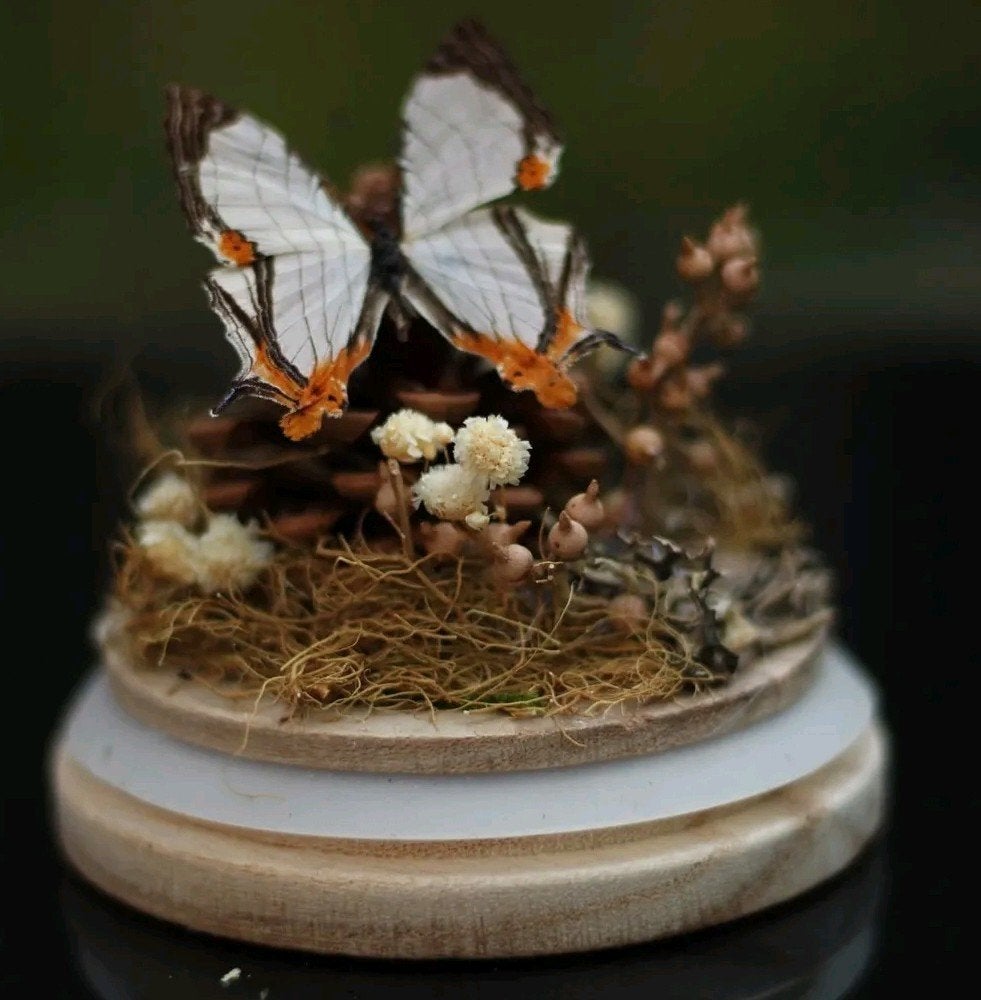 vlinder in kleine stolp, Verzamelen, Ophalen of Verzenden, Nieuw, Insect, Opgezet dier
