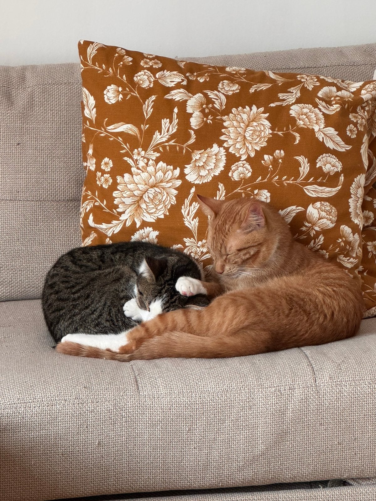 Lief duo Sisi & Leo zoeken samen een nieuwe thuis, Dieren en Toebehoren, Katten en Kittens | Raskatten | Korthaar, Meerdere dieren