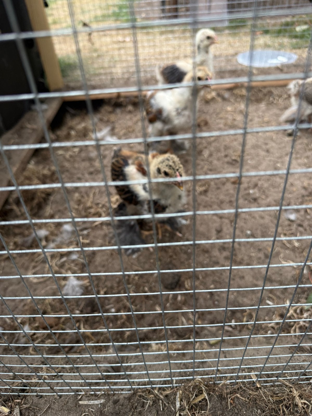 Brahma kuikens, Dieren en Toebehoren, Pluimvee, Geslacht onbekend, Kip