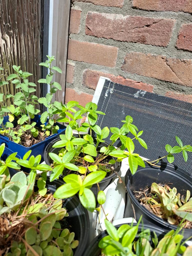 Vinca minor, Tuin en Terras, Planten | Fruitbomen, Ophalen, Minder dan 100 cm, Overige soorten, Zomer