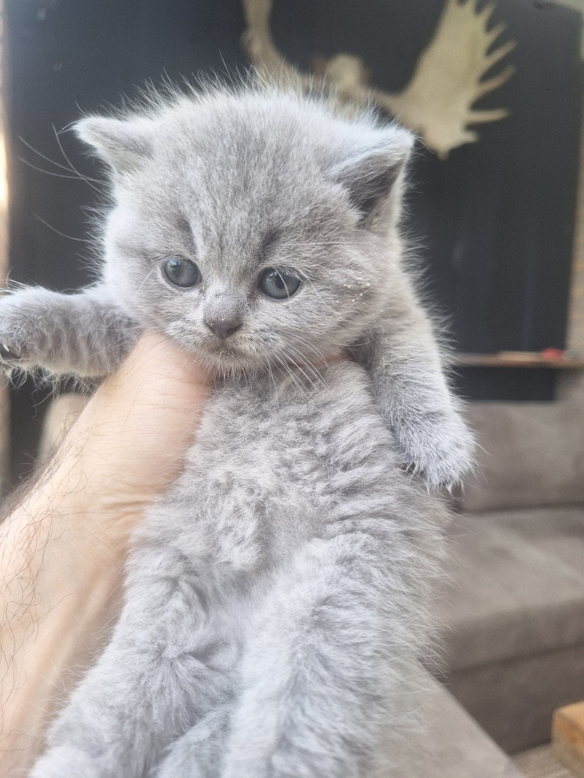 Britse Korthaar Kittens, Meerdere dieren, Met stamboom, 0 tot 2 jaar