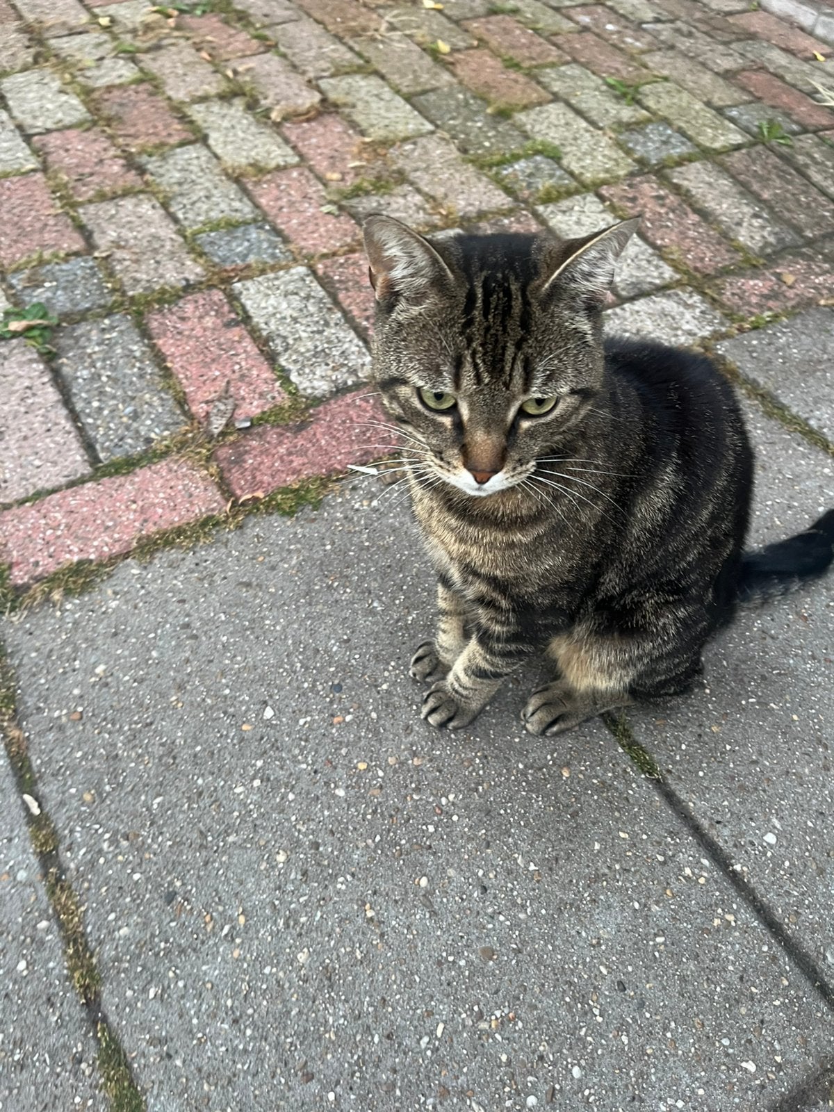 Ons katzoek een huıs, Poes