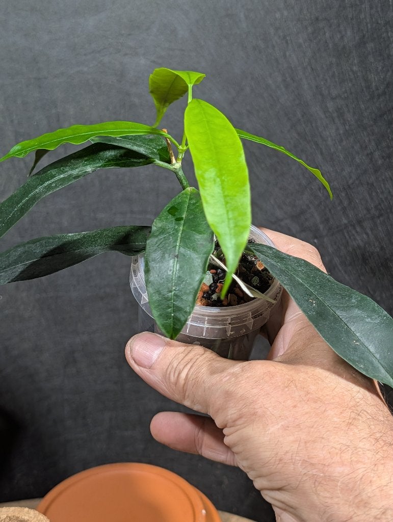 Hoya irisae, Huis en Inrichting, Kamerplanten, Overige soorten, Minder dan 100 cm, Bloeiende kamerplant, Halfschaduw