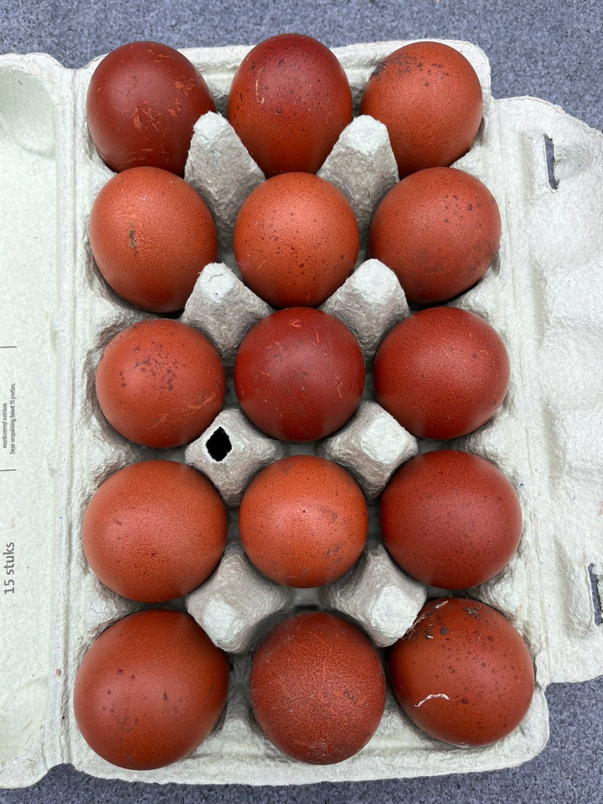 Broedeieren Marans. Zwart-koper. En blauw-koper, Dieren en Toebehoren, Geslacht onbekend, Kip