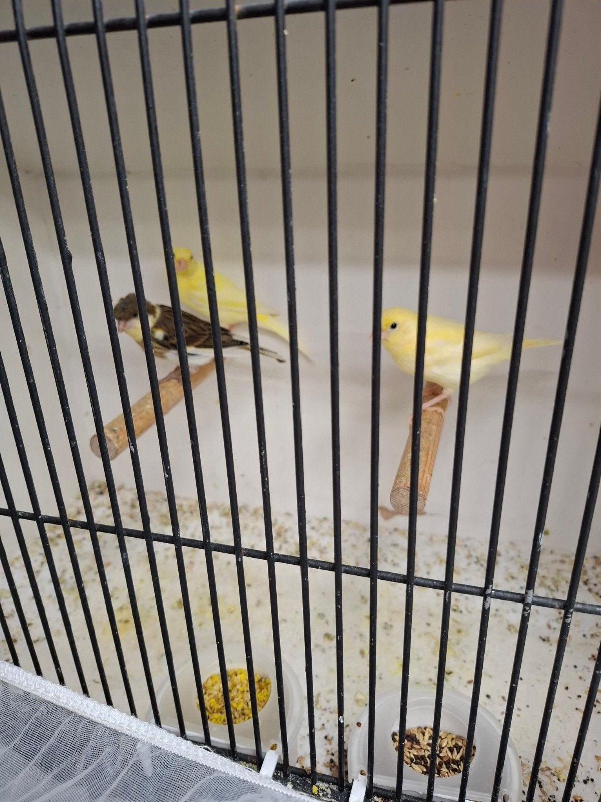 Jonge kanaries, Dieren en Toebehoren, Vogels | Kanaries, Geslacht onbekend, Kleurkanarie